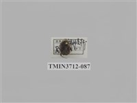 藏品(金龜子科)的圖片